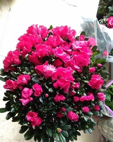  日常@喜欢酸性土壤的花卉日常如何养护，一起来了解一下吧！