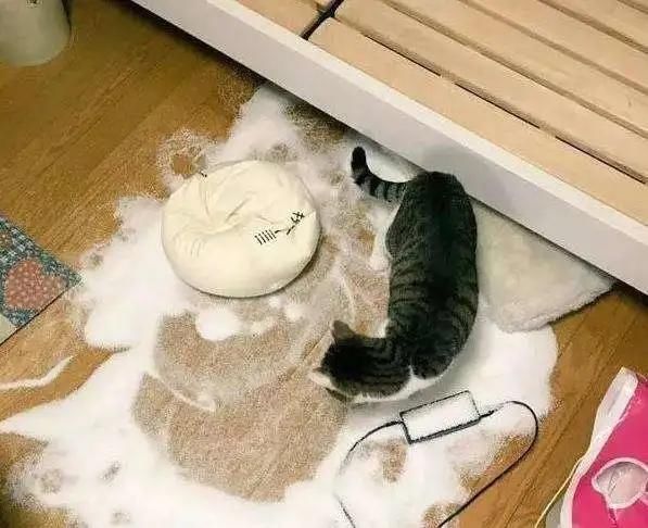  「拆家」这只猫拆家简直六亲不认，这么可爱的猫咪你要带走吗