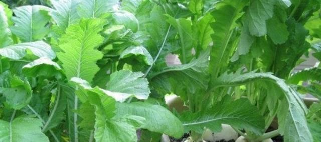  『时间表』阳台养花不如养蔬菜，这50多种蔬菜“种植时间表”，赶紧学一学！