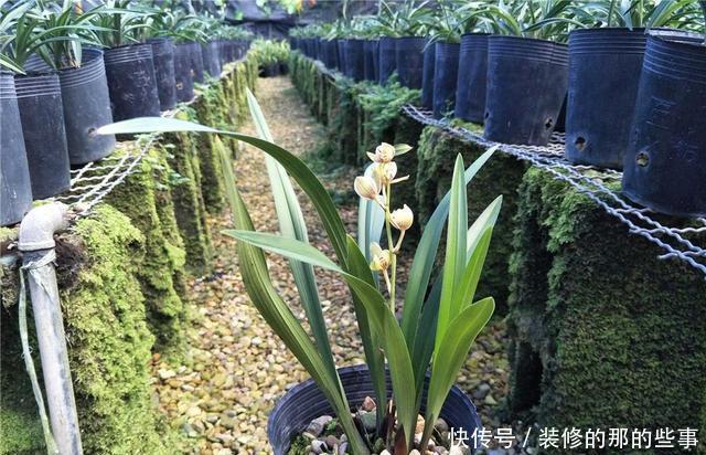 花型|建兰金荷,花型独特有“奇香”,价格很宜,适合新手养的兰花