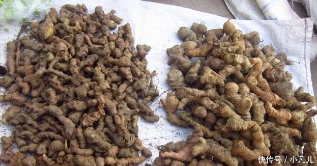 这种霸气的农作物，每斤卖几百元，亩收入近10万元，农民却不敢种