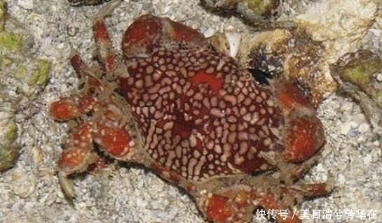 不仅难看还有毒!海边度假,看到这种螃蟹不能抓!