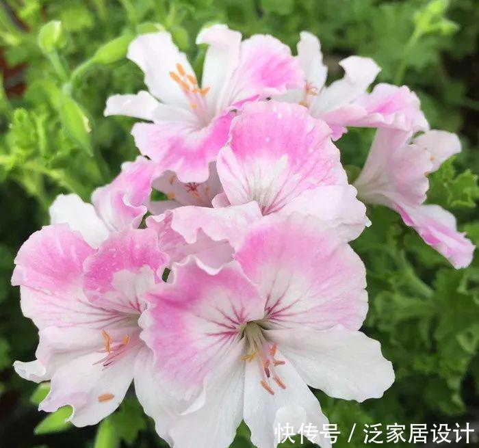  每种■110种天竺葵，每种都超美，看看你认识多少种？