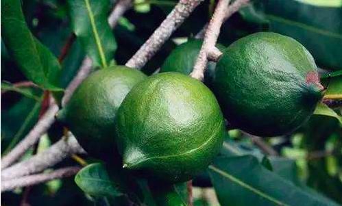  「种植」鲜果7块一斤，烤熟后50块一斤，种一亩赚一万元，果农：