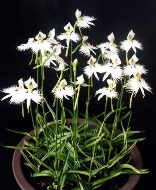  【特别】兰花养了10年，这么怪异的“花”，真是第一次见，这9种最特别