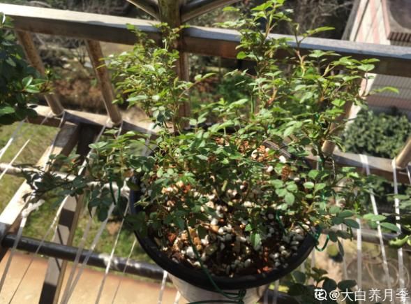  把枝条■一脚踢倒花盆，新枝蹭蹭往外冒，开花量翻倍！