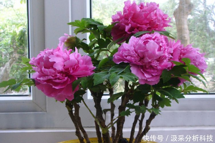 『花香』春天养花就养“它”，花香四溢，花朵多，开花一簇簇！