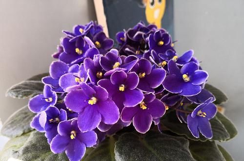 花园■想要个花园?就养这几款花卉,花开美艳动人,花色清新淡雅