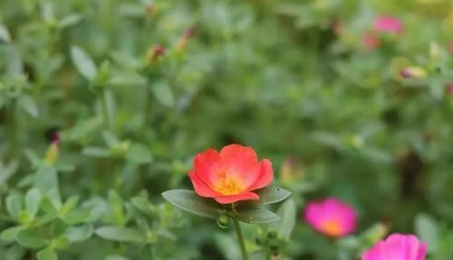  『盆栽』以前是路边的野草，现在却变成野菜，还能养成盆栽的马齿苋