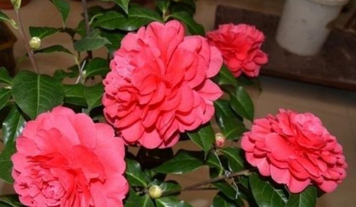  「开花」养花就养这几款，开花美长势旺，黄绿交辉，内敛美