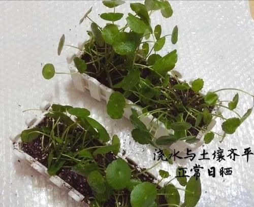  「铜钱草的叶」铜钱草长得很密，想给铜钱草分盆该怎么做不散乱倒伏？