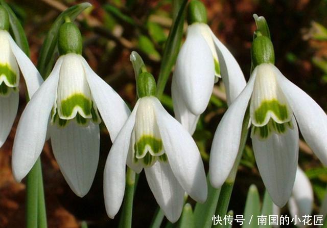  『奇异』这些百合科的植物，真的很少见，种上几盆，美丽而奇异