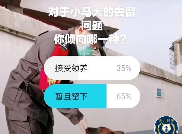 「汪生」还记得那闯入警局的小马犬吗?这货终于被收编了,汪生逆袭成功!