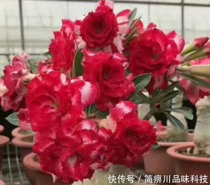  「漂亮」“4种花”超耐旱，1个月不浇水，照样养得旺，还开出漂亮的花！