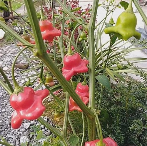 一棵非常罕见的辣椒 相信很多人都没见过！