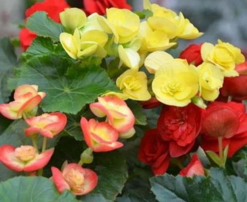  #春天#最适合春天养护的4种花，养上一盆四季欣赏，好养活还不贵