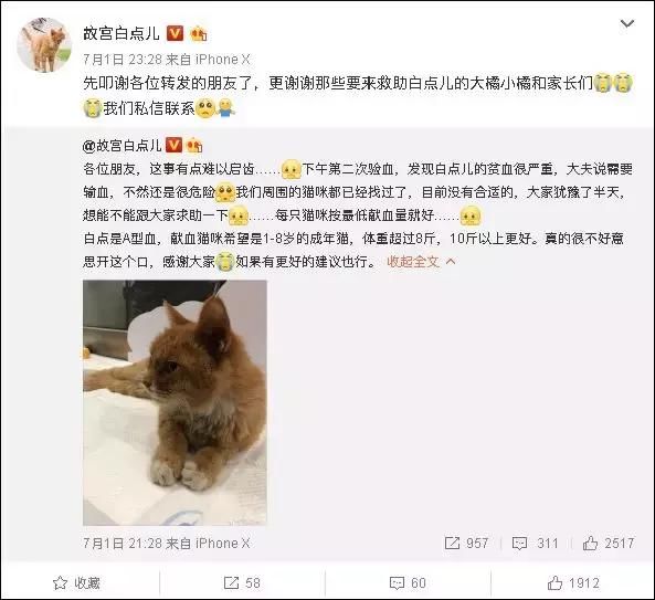 神预测世界杯的故宫猫去世了,带走它的猫血栓