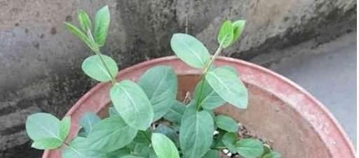  不想■不想买花就养这，随手扦插1个枝，10天发芽，能长成老桩，花芳香