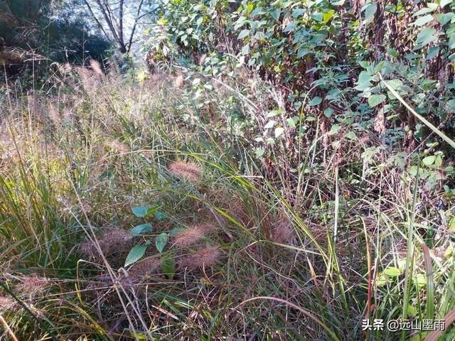 随走昆明金殿后山，穿行在云南自然森林中心的惬意体验