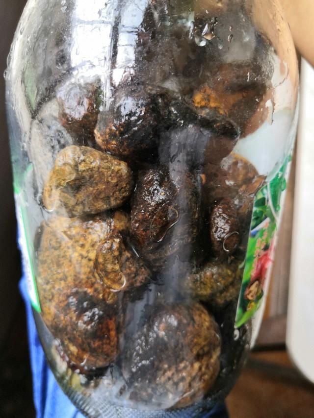  「你种」教你种大叶万年青，美化幸福大家庭