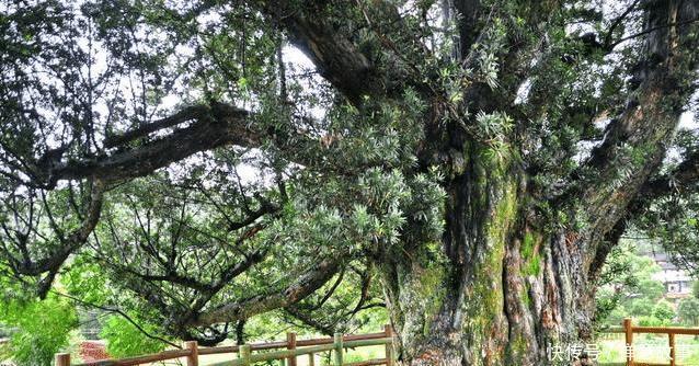  #镇宅#农村四大镇宅之树是什么？种在哪个位置可以旺宅？