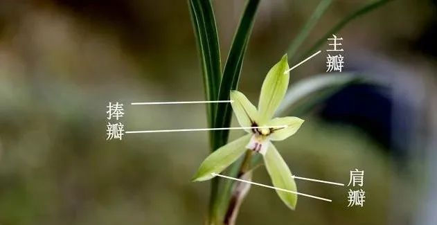  肩瓣■兰花有几个花瓣？可能养了几年兰花的人，都还没数过