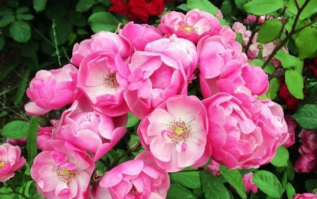  #喜欢#喜欢养花，不如养盆 藤本月季 耐修剪，并且花色花型丰富，花朵艳丽。
