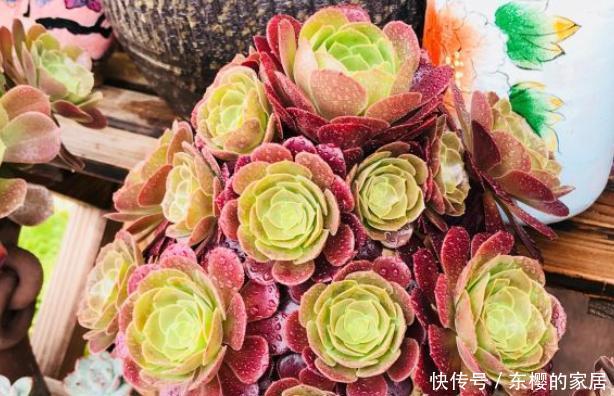 『要视』养多肉法师,浇水要视“季节”而定,可不能乱浇水!