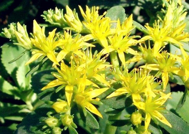  种植|这种野菜农村随处可见，种植一次可连收20年，亩产收入可过