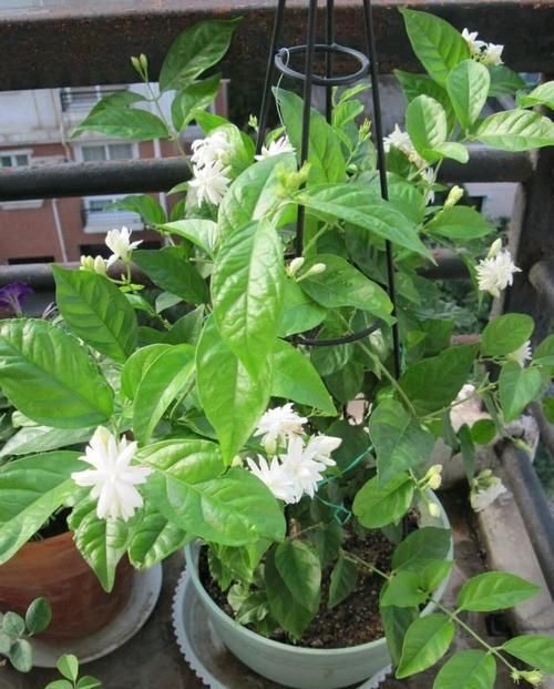  「技巧」茉莉花修剪和开花枝条的关系？茉莉花连续不断开花的修剪技巧？