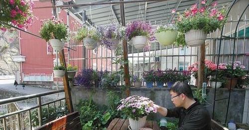  以在家中@家里养护这几种植物，招财旺人，运气也越来越好，值得养护