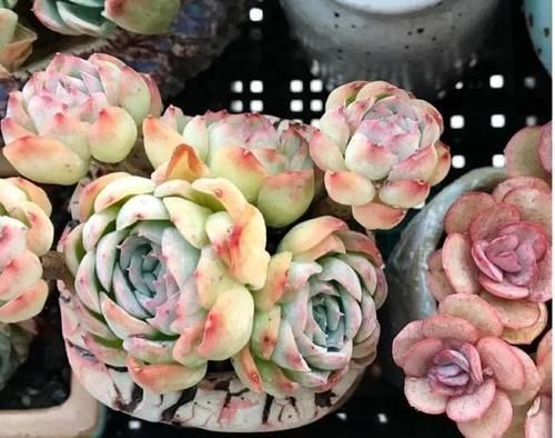  露养■多肉露养好时节：扔外面，1个月没管，美得跟整容了一样！