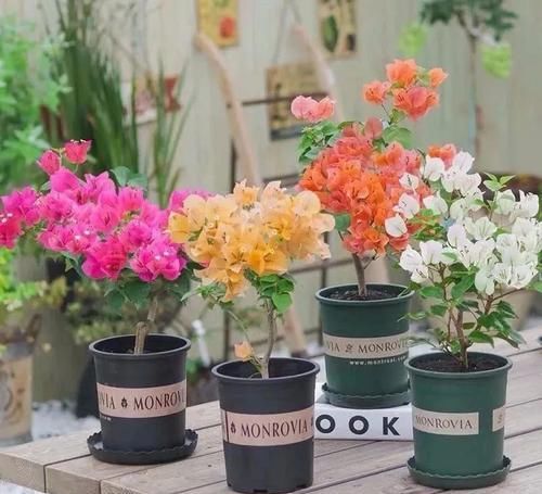 『耐热』养花就选这6种,耐热耐旱,一年开几次花,漂亮又好养!