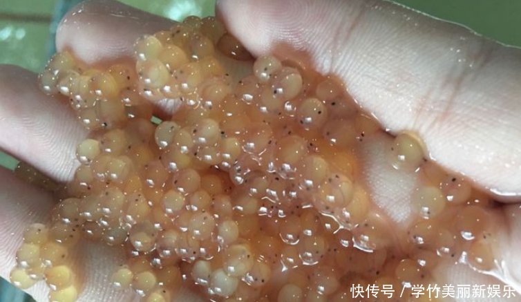 乌江发现新物种, 疑似养殖场逃离, 有人担心破坏生态