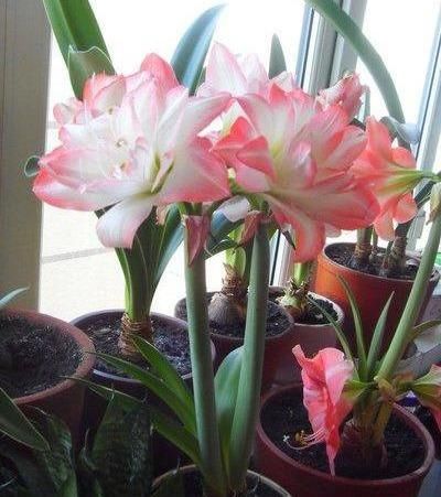  [懒人]6种“懒人花”可真皮实，一个月不浇水，太阳越晒，开花越泼辣