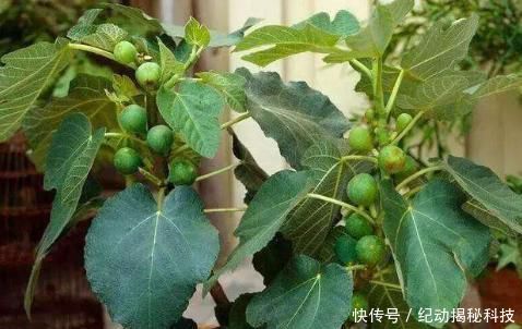 吃不完■剪根无花果枝条插土里，这么一处理，生根发芽快，结的果子吃不完