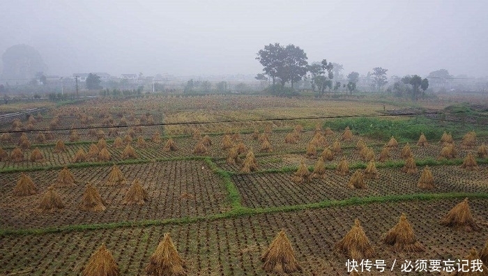 日本人在山东租了1500亩农地，却闲置5年之久，他们想干嘛？