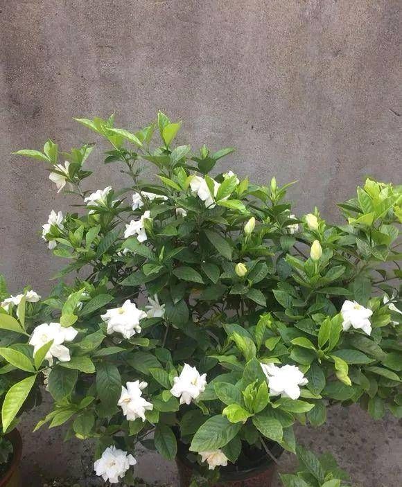  「花肥」吃完西瓜皮就扔？可惜它被制成了肥水，栀子花和茉莉花！