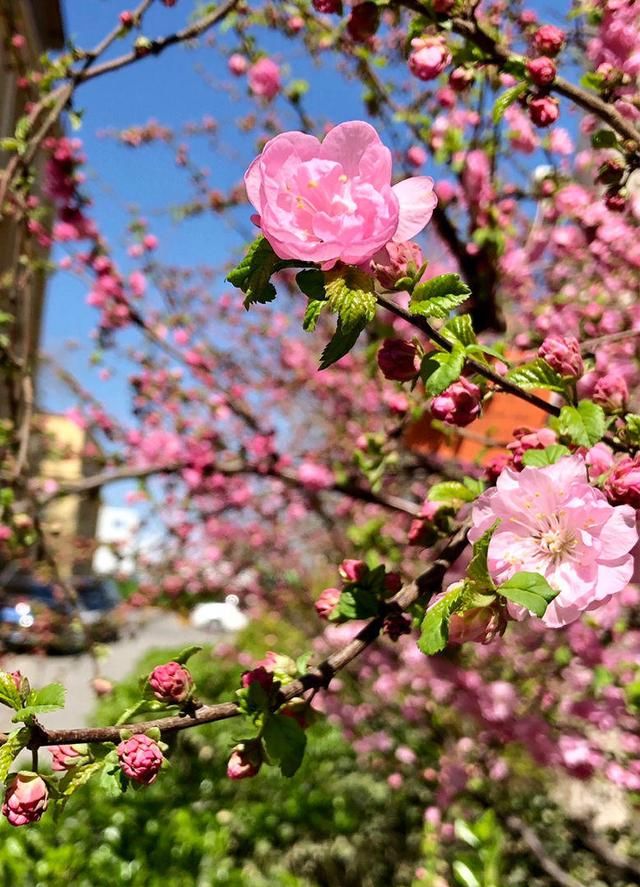  「名字」路边树开花像梅花，长的叶子像榆树，原来名字叫榆叶梅！