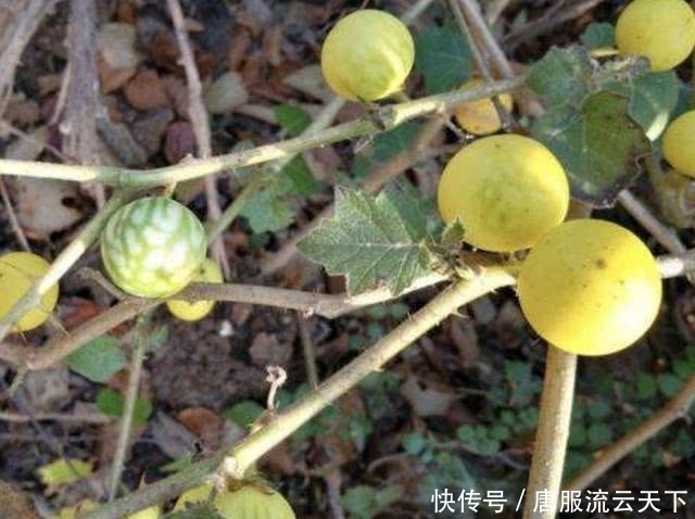  「人称」山沟里，有1种野草叶片带刺，人称“刺天茄”，有小果子，珍贵！