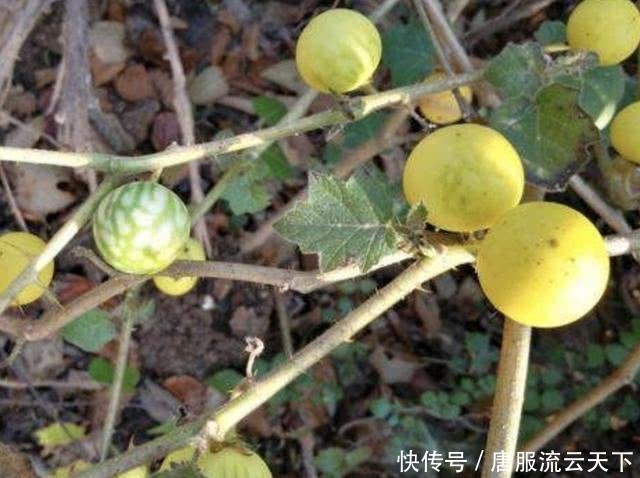 「人称」山沟里,有1种野草叶片带刺,人称“刺天茄”,有小果子,珍贵!