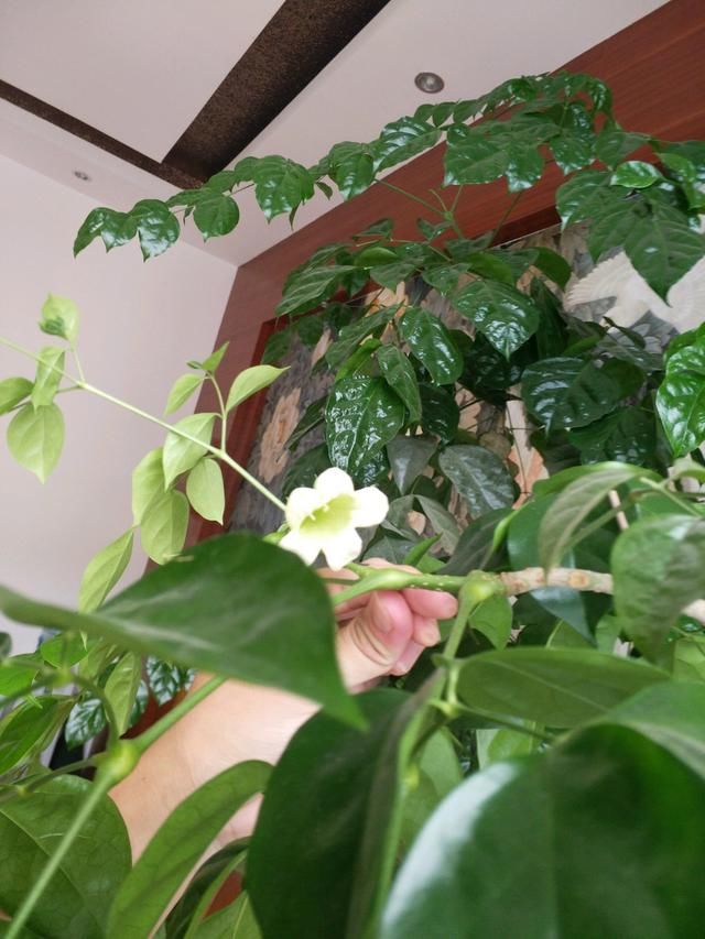  人都喜欢■养花高手，能把普通的植物“养开花”，比如虎皮兰、富贵竹、玉树