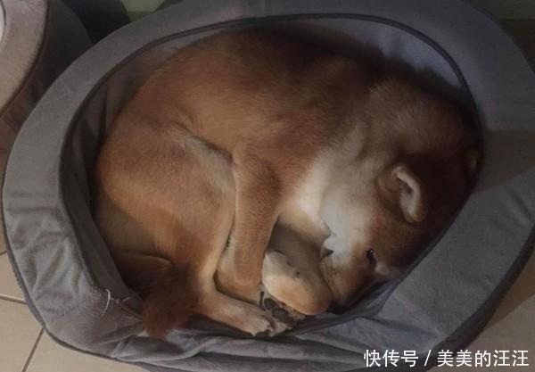 「主人」你到底是柴犬还是猫,狗狗和主人玩捉迷藏,你能看出狗狗藏在哪吗