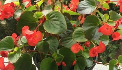  #茶花#种好了这三种花，全年开不停，让您的花园从此惊艳起来!