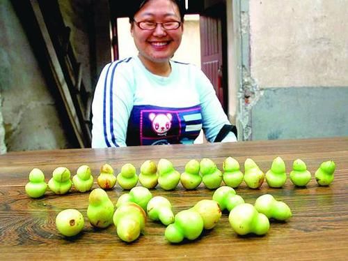  [枣子]农村这种“小葫芦”，很多人都没见过，其实是种熟知水果