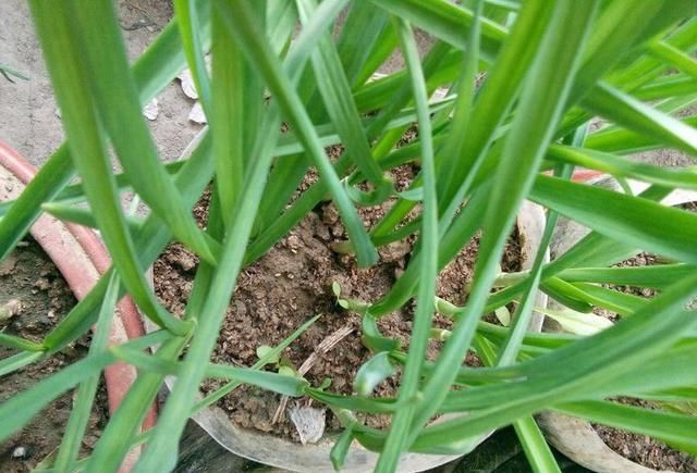  #盆栽#阳台怎么种盆栽大蒜？简单“1招”，长得旺绿油油，收获好几茬