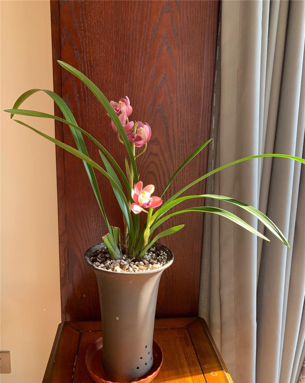 『根爆』“老三样”配料:兰花根爆盆,取不出来,杂交兰太好养!