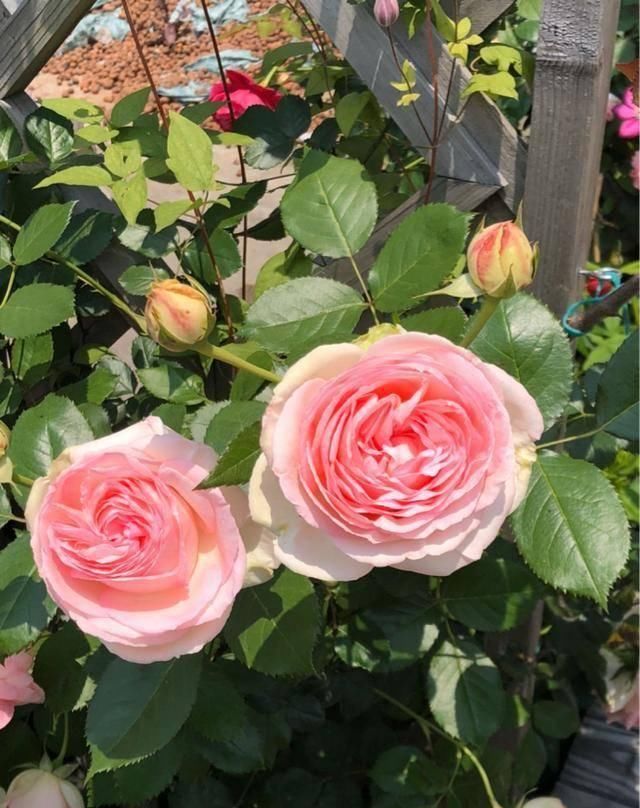  『露台花园』造花园，一定不能少这3种花，每一种都是当之无愧的开花机器！