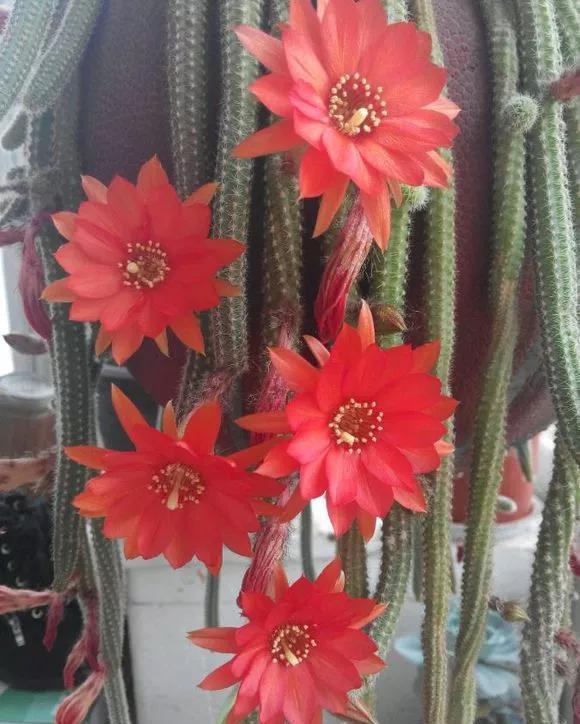 「还要」4种仙人掌植物“爱开花”,一开一大片,比蟹爪兰还要好看!