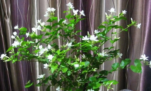 「栀子花」茉莉花、栀子花生长“慢吞吞”,7天浇杯“尿”,蹭蹭长!